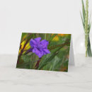Search for petunias cards Beautiful