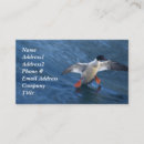 Search for merganser duck Ducks