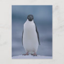 Search for penguin postcards Animal