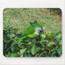 Search for parakeet electronics Green