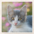 Search for little kitty barware Pet