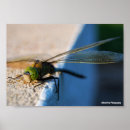 Search for wing posters Photography