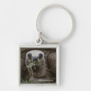 Search for tortoise key rings Turtles