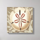 Search for seashells sea shells canvas prints Coastal