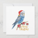 Search for parakeet christmas cards Budgie