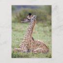 Search for giraffa Kenya
