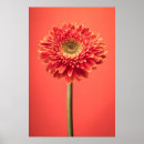 Search for red daisy posters Botanical