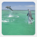 Search for bottlenose stickers Fauna