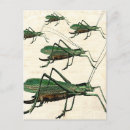 Search for green grasshopper postcards Katydid