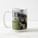 Search for chinese pug mugs Canine