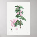 Search for exotic plants posters Flower