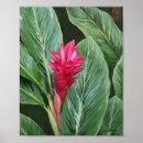 Search for gingers posters Tropical