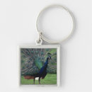 Search for tail feather key rings Outdoors