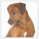 Search for rhodesian ridgeback stickers Puppies