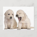 Search for golden retriever puppies postcards Dogs