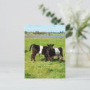 Search for belted postcards Galloway