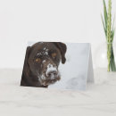 Search for chocolate lab cards Dog