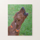 Search for hunting dog puzzles Coonhound