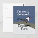 Search for tern Animal