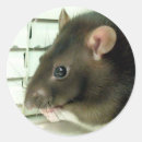 Search for rat Cute rat