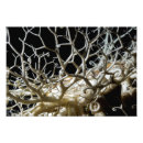 Search for cnidarians posters Animal