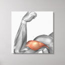 Search for arm canvas prints Anatomy
