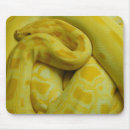 Search for burmese electronics Reptile