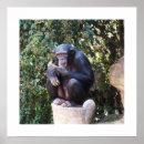 Search for chimpanzees posters Wildlife