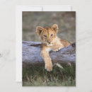 Search for lion and cub cards Cat