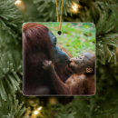 Search for orangutan christmas tree decorations Wild animals