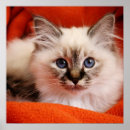 Search for birman cat posters Animal