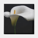 Search for calla lily magnets Blossom