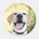 Search for lab magnets Happy