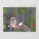 Search for sonora postcards Tucson
