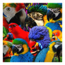 Search for ara posters Wildlife