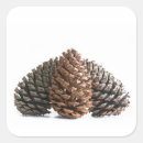Search for pinecone stickers Nature