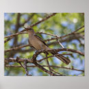 Search for mockingbird posters Texas