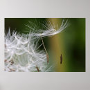 Search for dandelion posters White