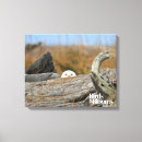 Search for owl pics canvas prints Birds and blooms