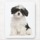 Search for havanese electronics Puppy