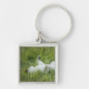 Search for tall key rings Wildlife