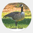 Search for canada goose stickers Geese