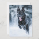 Search for black wolf invitations Animal