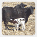 Search for cow calf stickers Cute