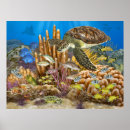 Search for green turtle posters Coral reef