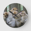 Search for monkey clocks Primates