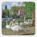 Search for white swan stickers Nature