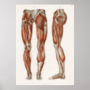 Search for muscles posters Anatomical