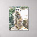 Search for mammals canvas prints Wild animals
