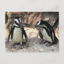 Search for african penguin postcards Sphenisciformes